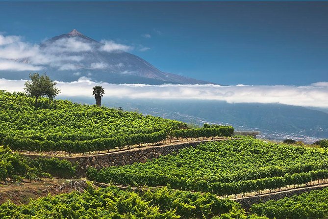 Tenerife Bodegas Monje Winery Tour With Wine and Cheese Tasting - Absorbing Winerys Heritage and Views