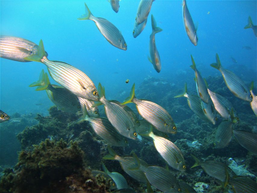 Terceira: Angra Do Heroismo Scuba Diving Tour With 2 Dives - Pricing and Booking