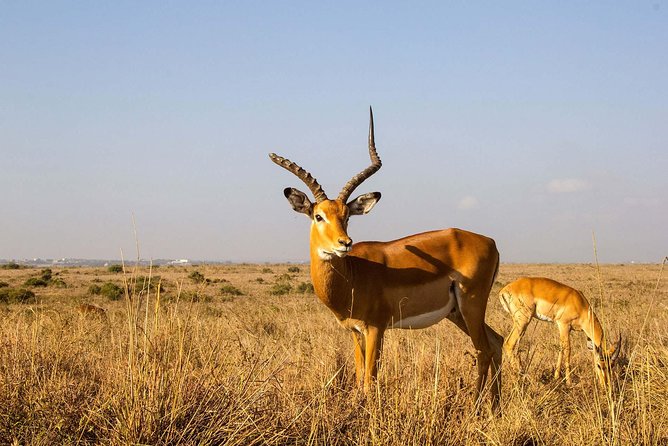 Tour: Giraffe Center and Nairobi National Park - Additional Tour Information