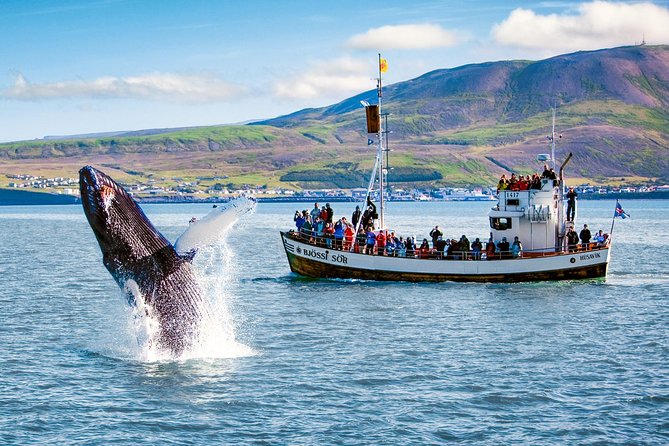 Traditional Oak Ship Whale Watching Tour From Husavik - Meeting Point and Pickup