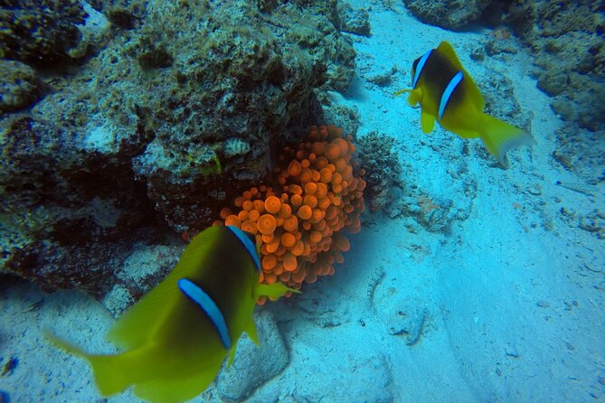 Try Scuba Diving Experience for Beginners in Hurghada - Pickup and Meeting Locations