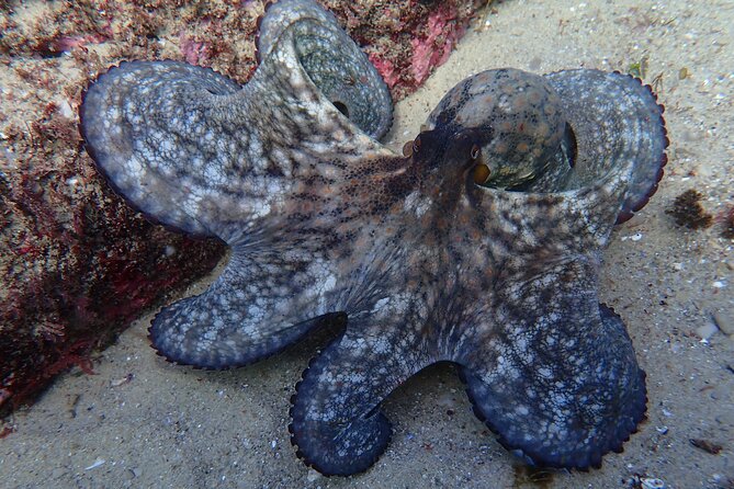 Try Scuba Diving in Arrabida Natural Park (Near Lisbon) With Pictures - Underwater Picture Service