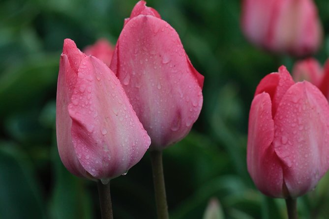 Tulipfields of Holland Tour - Avoiding Navigation Stress