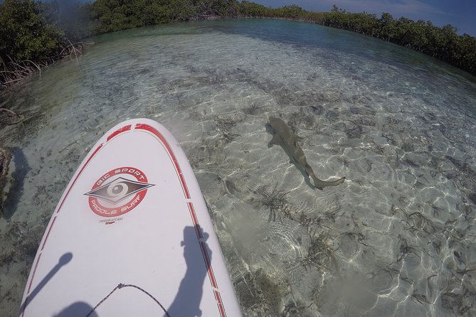 Turtle Eco Tour on Stand-Up Paddleboards or Kayaks Into the National Marine Park - Paddling Basics