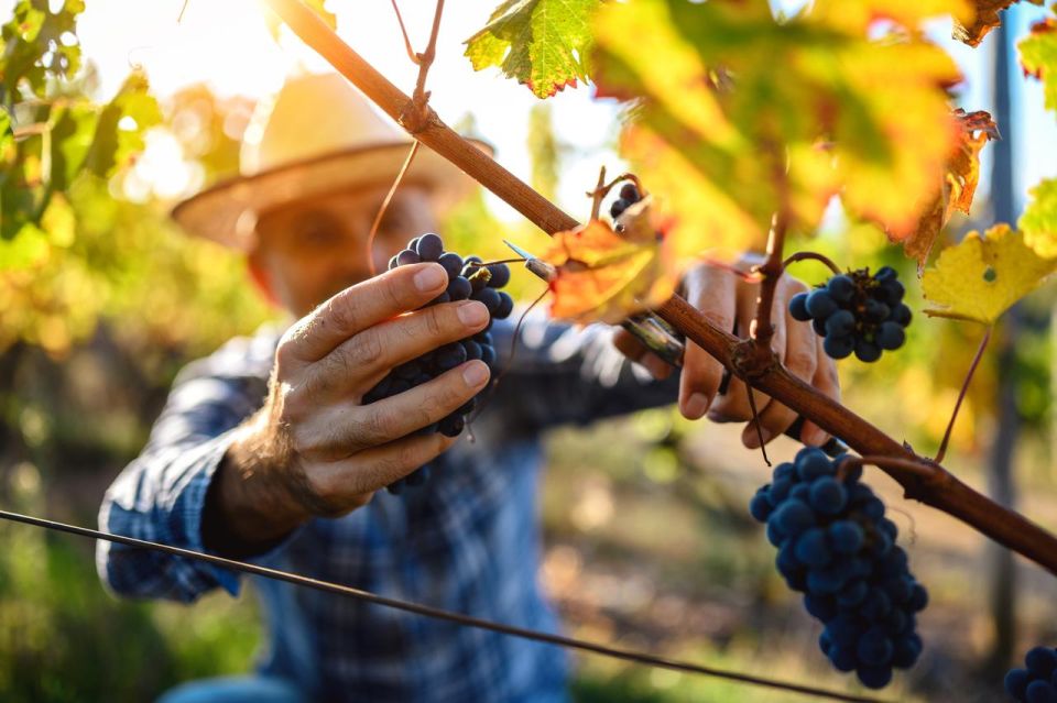 UNESCO Heritage and Wine Delights Private Tour From Bordeaux - Wine Tasting in Pomerol