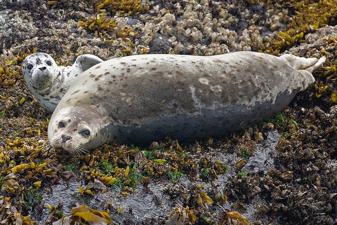 Victoria Marine Wildlife Tour - Cancellation Policy