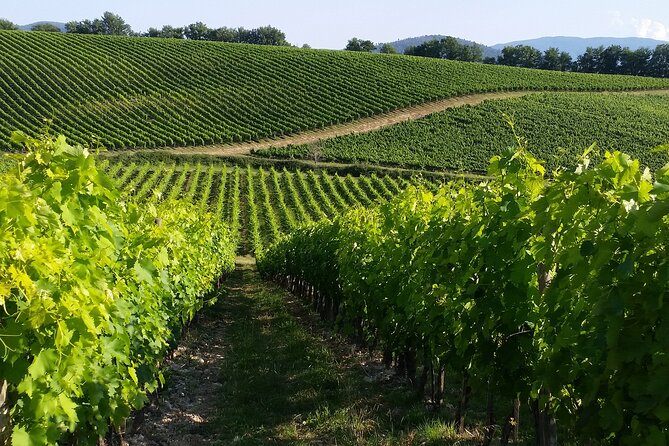 Vineyard Walk & Wine Tasting in Tuscany - Inclusions and Accessibility Details