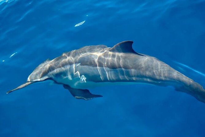 ViP Full Day Swimming With Dolphin Sea Trip With Lunch - Hurghada - Lunch and Refreshments