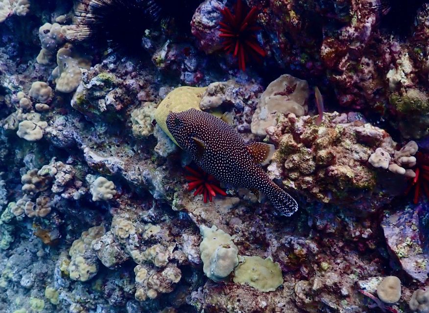 Wailea Beach: Snorkeling Tour for Non-Swimmers & Beginners - Meeting Point