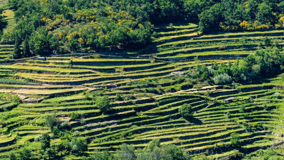 Walk & Picnic Peneda Gerês National Park - Guided - Local Wildlife and Flora