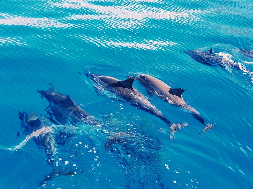 West Oahu: Swim With Dolphins Catamaran Cruise - Cruise Itinerary