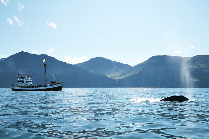 Whale and Puffin Watching Around Skjálfandi Bay From Husavik - Whale and Puffin Sightings