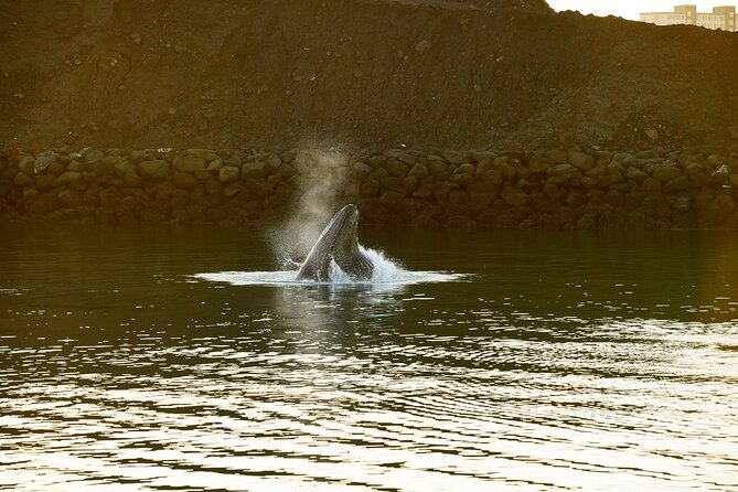 Whale Watching Cruise on a Yacht in Reykjavik - Additional Information About the Cruise