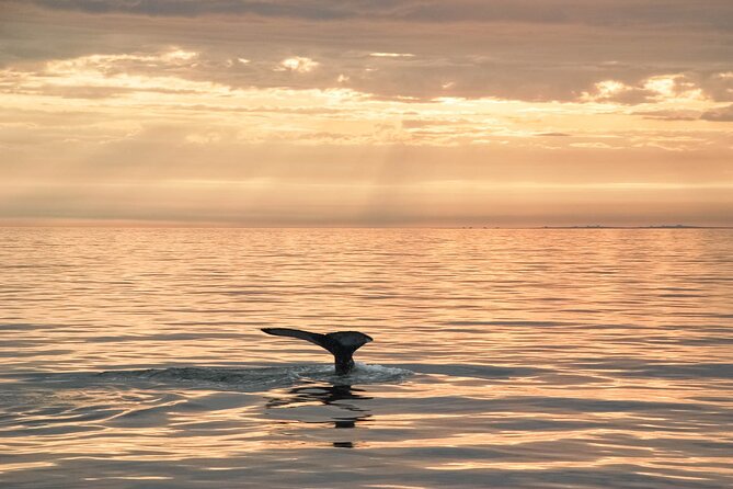 Whale Watching in Husavik - Confirmation and Booking Process