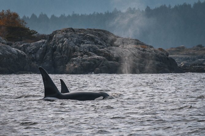 Whale Watching Nanaimo Open Boat Tour - Meeting Point and End Point