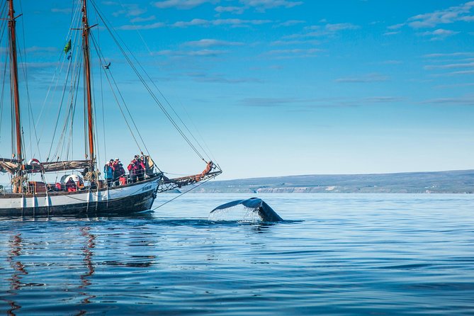 Whale Watching on a Traditional Oak Sailing Ship From Husavik - Whale Sighting Narration