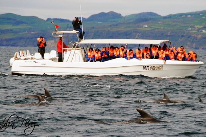 Whales and Dolphins + Vila Franca Islet (Full Day With Lunch) - Tour Logistics