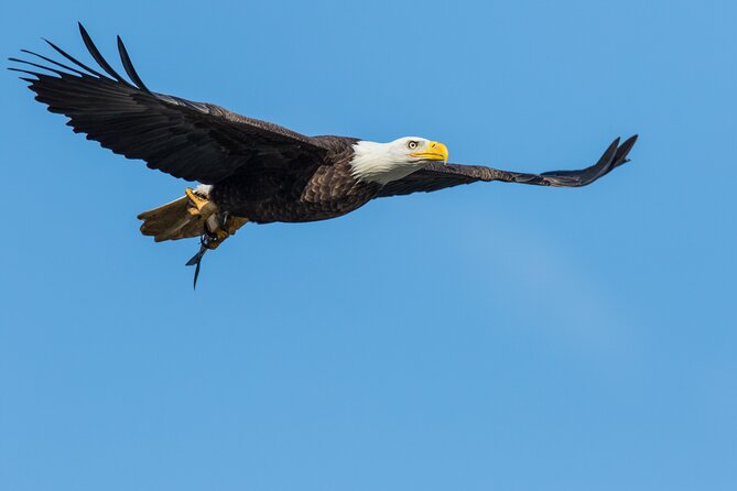 Wildlife on the Bow | Big Canoe Tour in Banff National Park - Additional Information for Participants