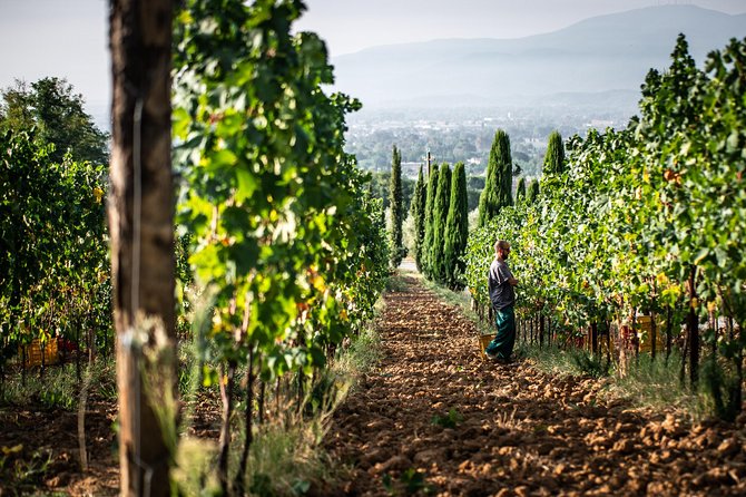 Wine and Olive Oil Tasting & Farm Tour - Exploring the Gardens and Courtyard