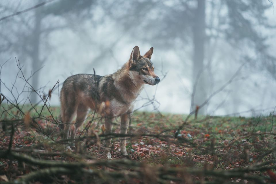 Wolf and Wildlife Tracking in Sweden - Exploring the Year-Round Wonderland