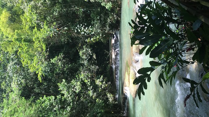 YS Falls Private Full-Day Adventure Tour With Pickup - Lush Gardens