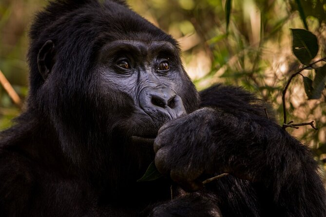 10-Days Uganda Gorillas and Chimpanzee Wildlife Discovery - Chimpanzee Encounter