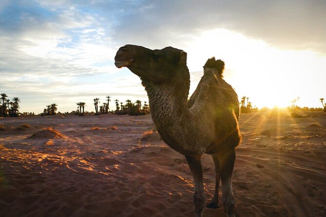 2 Day Desert Tour From Mhamid - Confirmation and Accessibility