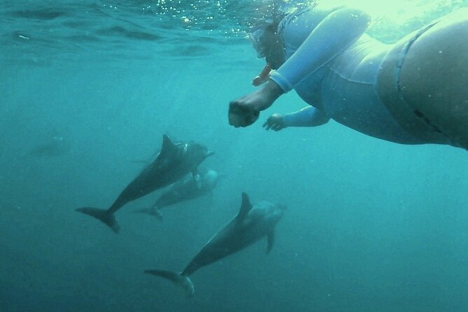 2-Hour Dolphin Excursion in Mauritius - Accessibility and Age Restrictions