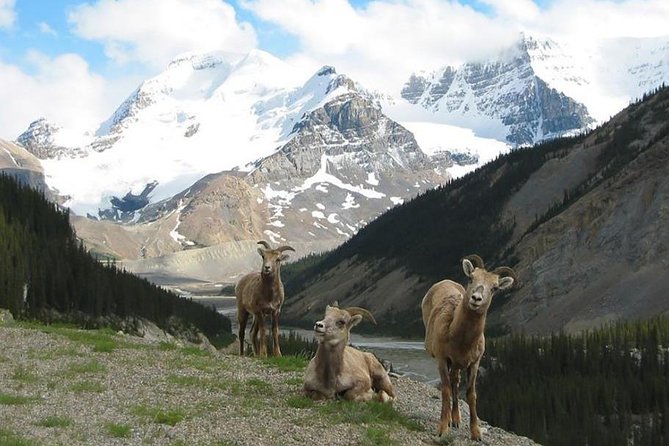 3 Day Columbia Icefileds,Jasper,Lake Louise Calgary&Banff Pick up - Cancellation and Refund