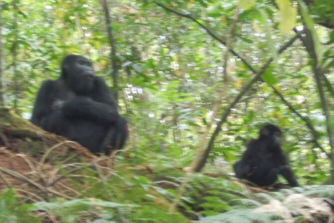 3 Days Bwindi Gorilla Trekking Tour - Itinerary Details