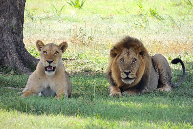 3 Days Tarangire, Manyara & Ngorongoro Budget Lodge Safari Tour Tanzania - Accessibility