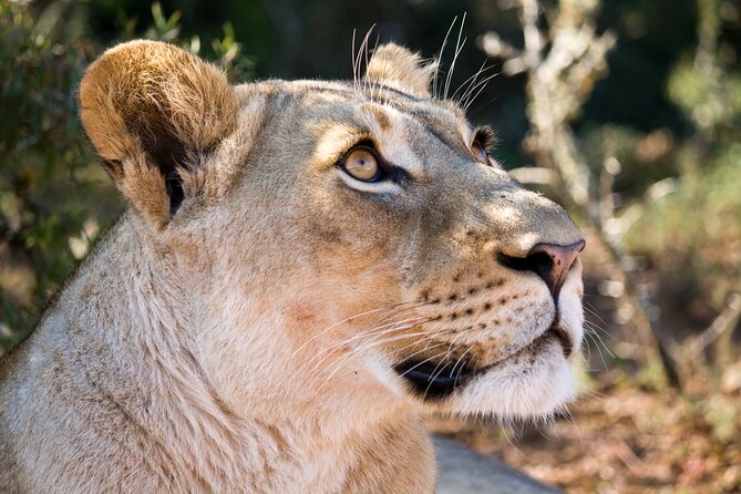 Addo Elephant Full Day Safari With a Traditional South African Braai (Bbq) Lunch - Dining and Refreshments Offered