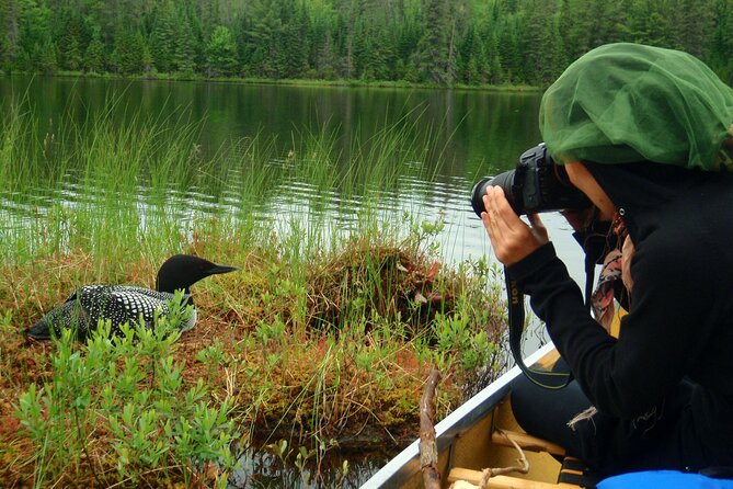 Algonquin Park 4-Day Luxury Moose/Beaver/Turtle Camping & Canoeing Adventure - Cozy Riverside Campsite Experience