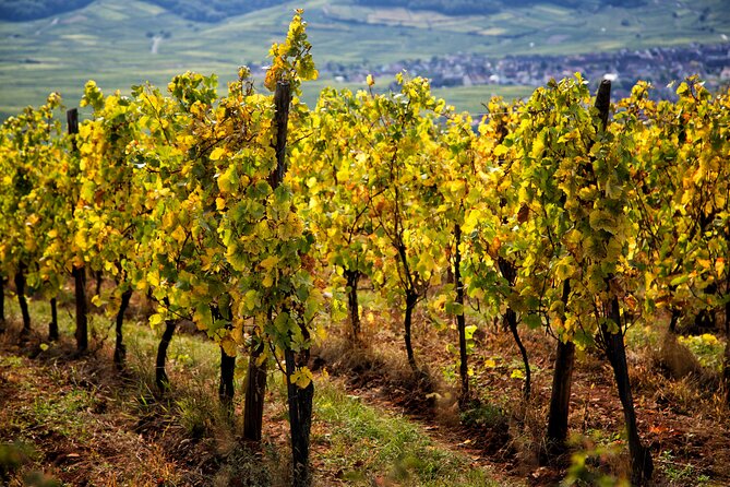 Alsace Wine Route Wineries & Tasting Small Group Guided Tour From Strasbourg - Tour Duration and Schedule