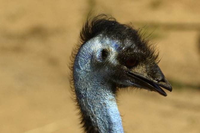 Aruba Ostrich Farm Tour With Lunch - Incubator and Hatchery