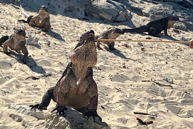 *Authentic Swimming Pigs Tour*Shark Encounter*Feed Iguanas* - Getting to Nassau