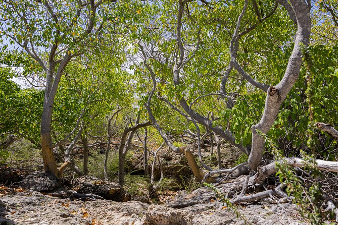 Bandabou Sights Curacao; UTV/Buggy All Inclusive Semi Private Tour - Natural Landscapes