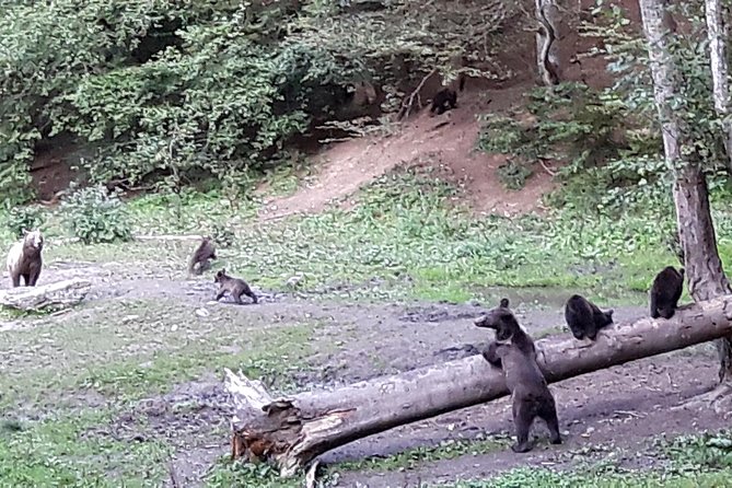 Bear Watching in the Wild From Brasov - Cancellation Policy