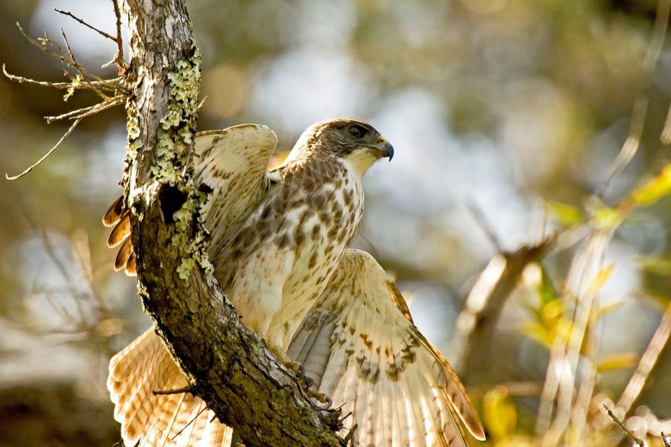 Big Island: Native Bird Watching & Hiking Tour - Frequently Asked Questions