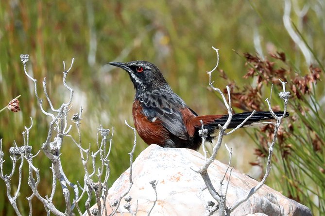 Birdwatching in Cape Town - Diverse Bird Species