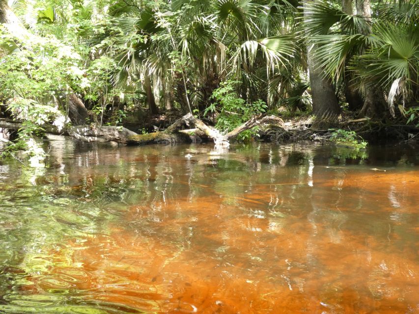 Blackwater Creek: Exclusive Nature Escape Kayak Adventure - Wildlife and Ecosystem