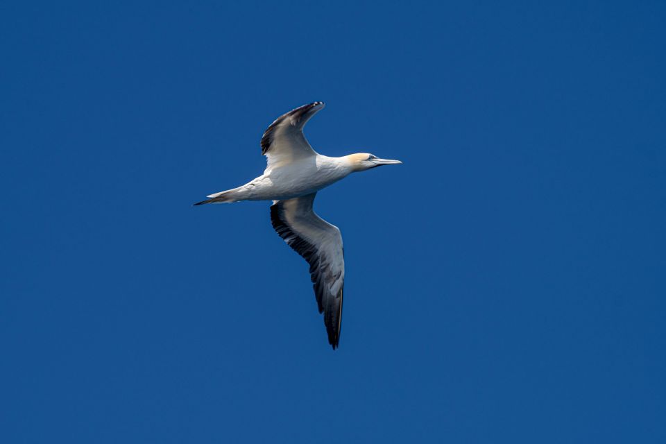 Bleik: Whale Watching by Speedboat With Puffins and Muffins - Exploring the Fjords by RIB-boat