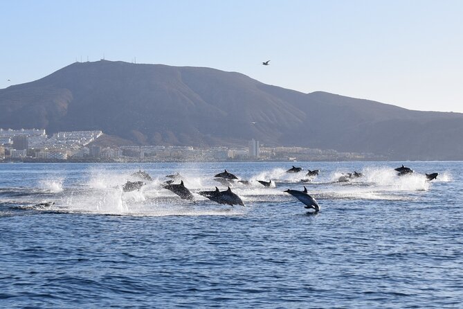 Bonadea II Ecological Whale Watching, 2 Hours - Preparing for the Tour