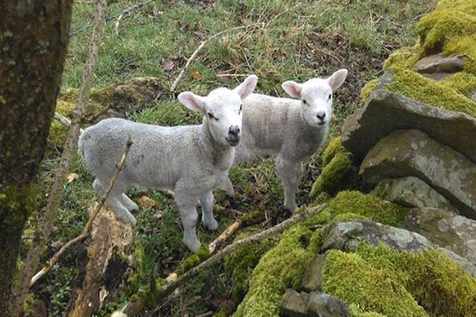 Bronte Country and Yorkshire Dales Private Day Trip From York - Exploring Bronte Country