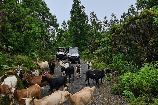 BUGGY TOUR - West / Center of the Island (Off-Road) - Scenic Stops