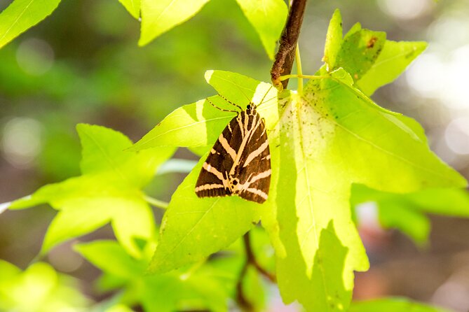 Butterfly Valley and Seven Springs Valley Self-guided Transfer - Highlights of Butterfly Valley