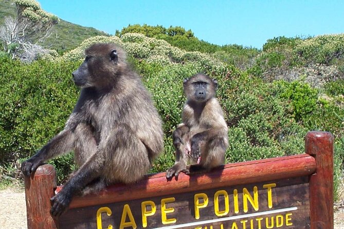 Cape Peninsula Private Tour In Cape Town South Africa - Experience Duration