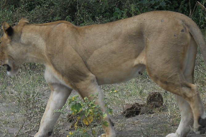 Chobe Full Day Safari Trip - Confirmation and Passport Requirements