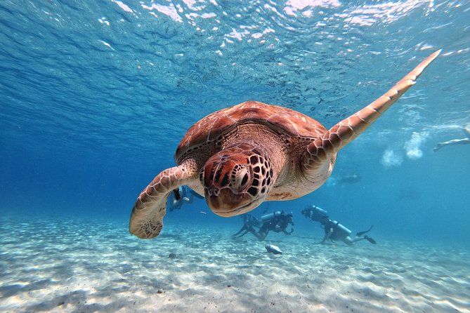 Curacao: Swimming With Sea Turtles and Grote Knip Beach Tour - Booking and Cancellation Policy