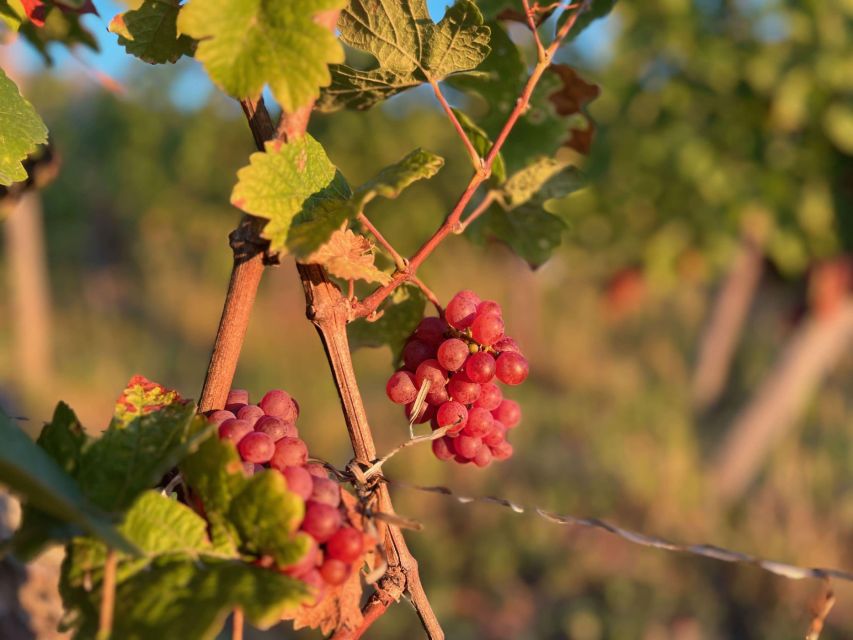 Dare to Alsace Wine With a Feminine Touch - Cellar Visit and Tasting